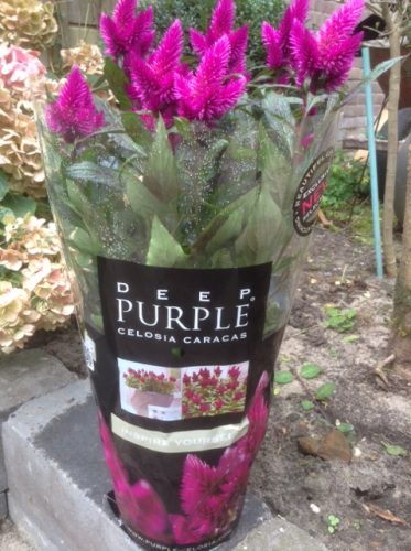 Deep Purple® Celosia Caracas