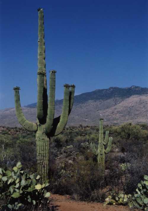 saguaro1