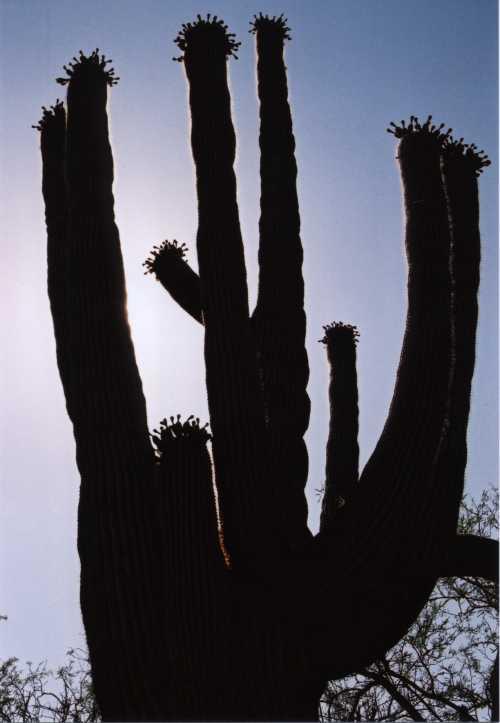 saguaro2